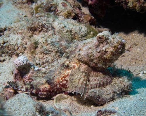 Bigmouth Scorpionfish