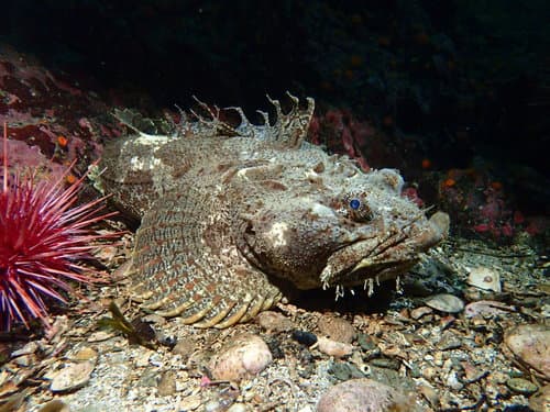 Bigmouth Sculpin