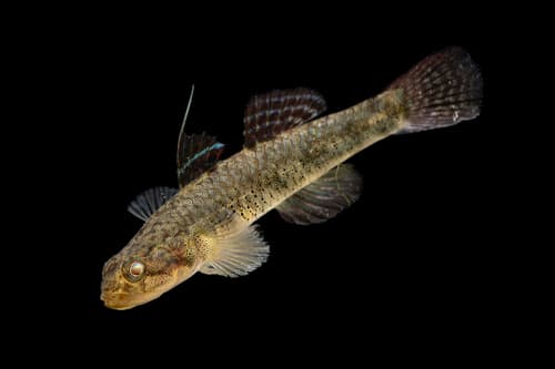 Bigmouth Stream Goby