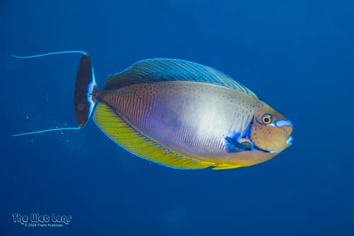 Bignose Unicornfish