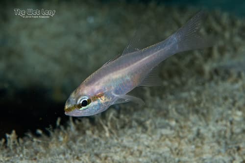 Bigtooth Cardinalfish