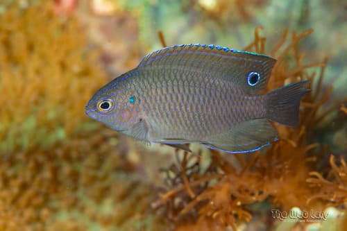 Bintan Damselfish