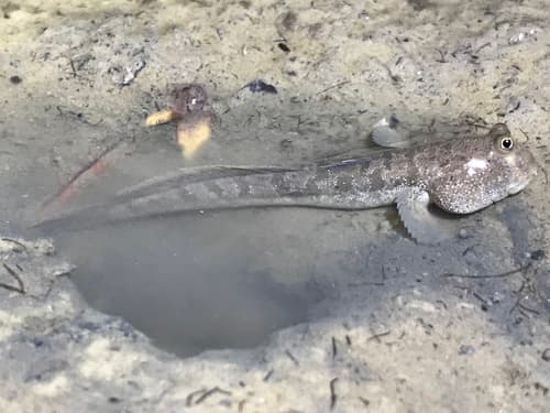 Birdsong's Mudskipper