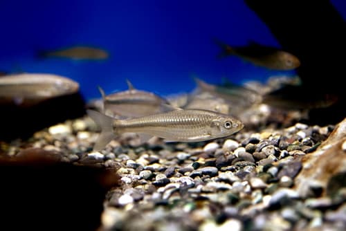 Biwa Moroko Gudgeon