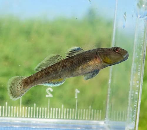 Biwayoshinobori Goby
