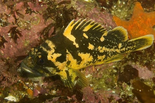 Black-and-yellow Rockfish