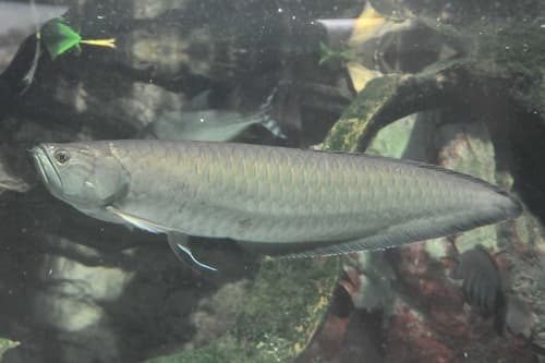 Black Arowana
