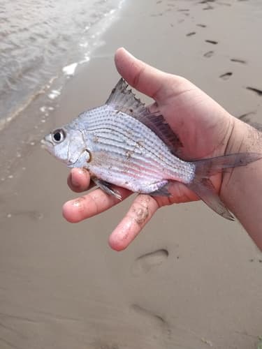 Black Axillary Mojarra