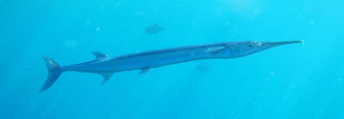 Black-backed Needlefish