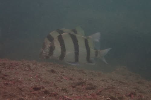 Black-barred Grunt