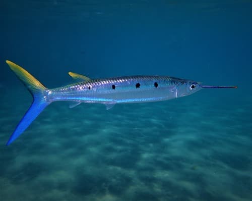 Black-barred Halfbeak