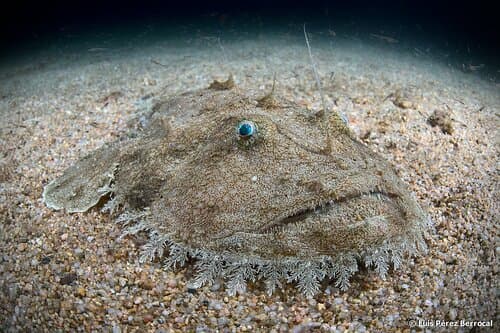 Black-bellied Angler