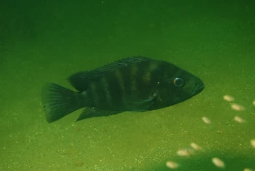 Black Devil Cichlid