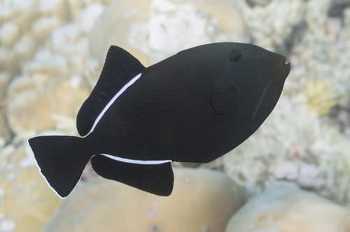 Black-finned Triggerfish