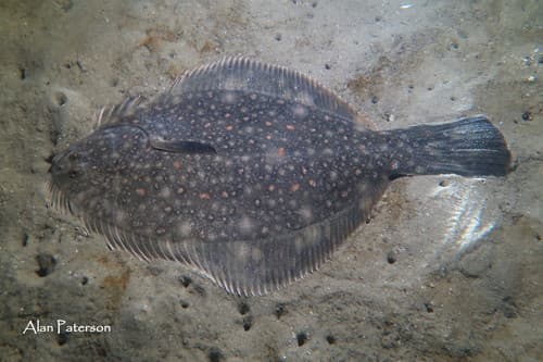 Black Flounder