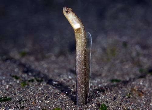 Black Garden Eel