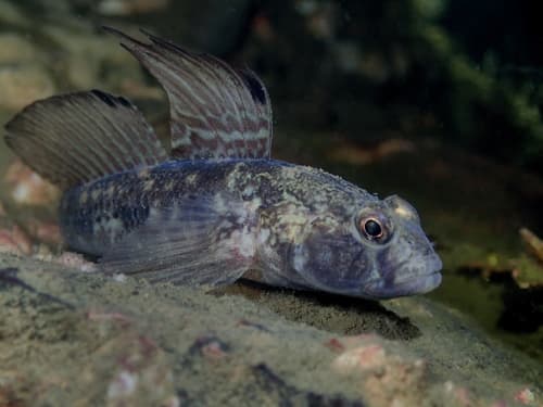 Black Goby