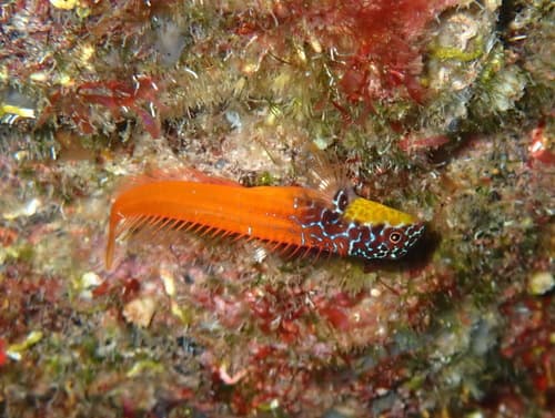 Black-headed Blenny