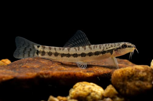 Black-lined Zipper Loach
