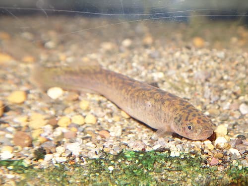 Black Mudfish