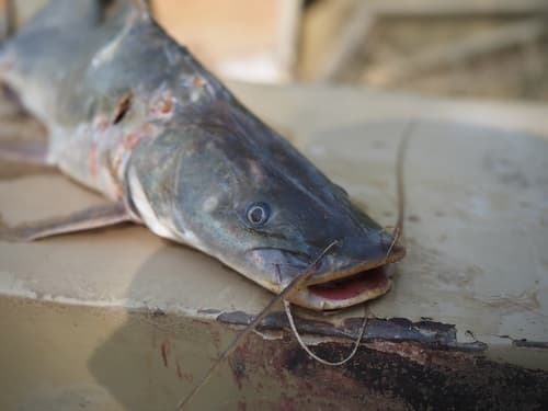 Black Nile Catfish