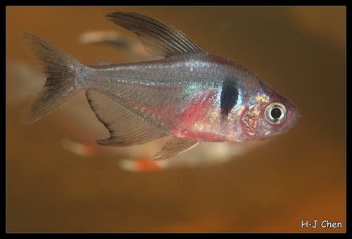 Black Phantom Tetra