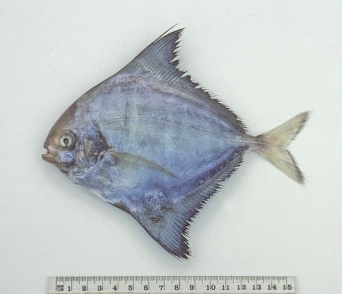 Black Pomfret