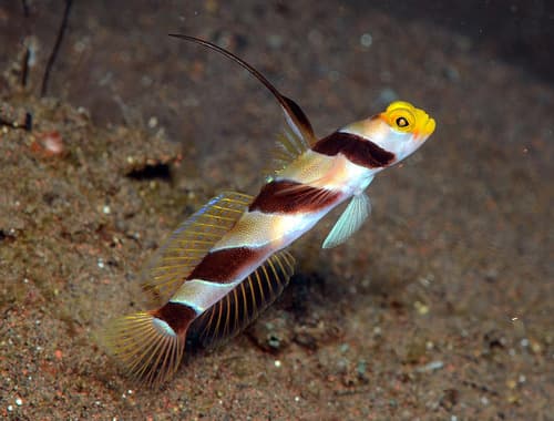 Black-rayed Shrimpgoby