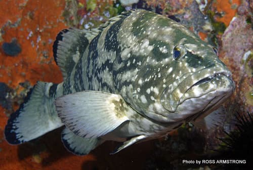 Black Rockcod