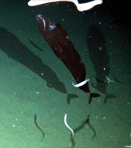 Black Scabbardfish