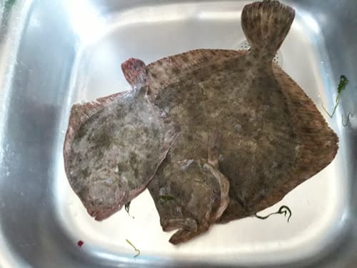 Black Sea Brill