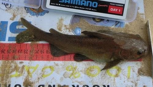 Black Sea Catfish