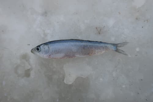 Black Sea Sprat