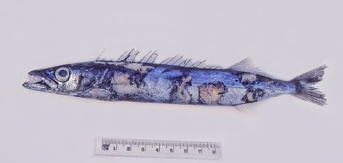 Black Snake Mackerel