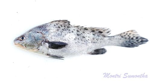 Black-spotted Croaker
