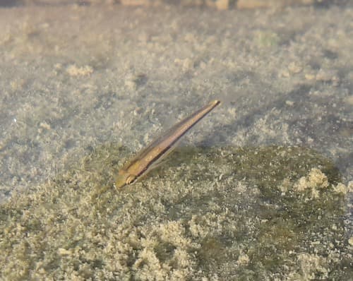 Black Stripe Gudgeon