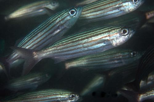 Black Striped Salema