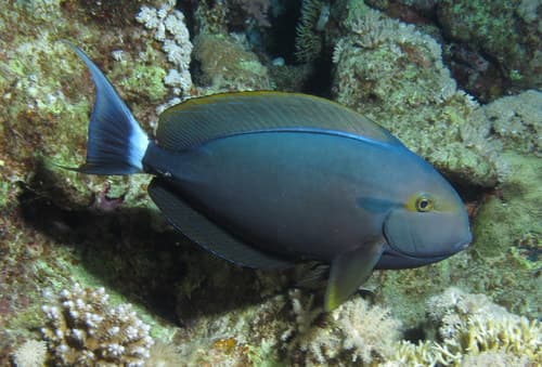 Black Surgeonfish