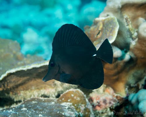 Black Tang