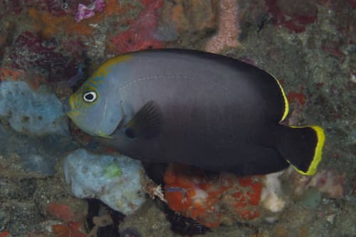 Black Velvet Angelfish