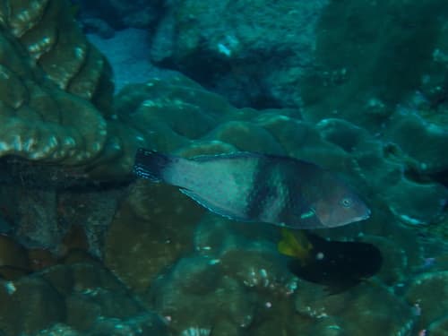Black Wrasse