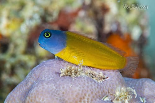Blackass Combtooth Blenny