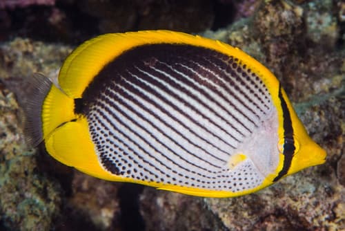 Blackback Butterflyfish