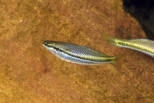 Blackbanded Rainbowfish