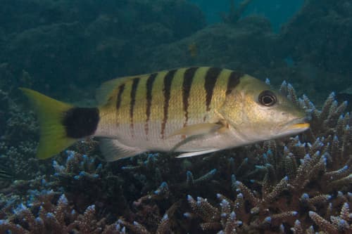 Blackbanded Snapper