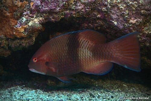 Blackbar Hogfish