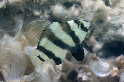 Blackbarred Demoiselle