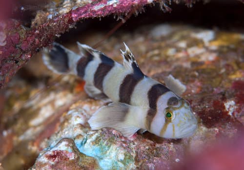 Blackbarred Reefgoby