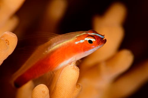 Blackbelly Pygmygoby