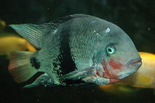 Blackbelt Cichlid